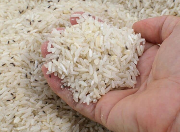 Jasa Fumigasi Beras: Solusi Tepat untuk Menjaga Kualitas dan Keamanan Pangan