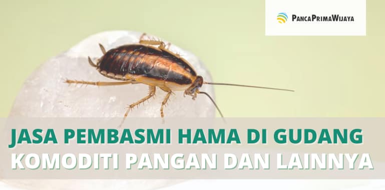 Jasa Pembasmi Hama di Gudang Komoditi Pangan dan Gudang Lainnya