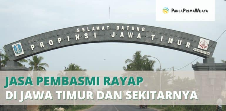 Jasa Pembasmi Rayap di Jawa Timur dan Sekitarnya